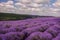 Hilly lavender fields. Lush lavender bloom.