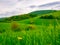 Hilly meadow landscape concept, with intentionally blurred background