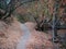 Hilly Oak Woodland Trail Fall Autumn Scene