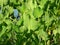 Hilly plants water hyacinth in a quagmire