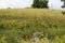 A hilly prairie covered with wildflowers and grasses at Pine Dunes Forest Preserve in Antioch, Illinois