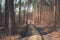 A hilly road through a brown forest