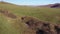 Hilly rural landscape with a herd of cows grazing in a meadow