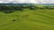 Hilly rural landscape with a herd of cows grazing in a meadow. Aerial view