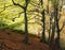 Hilly sloping beech woodland in early autumn with fallen leaves