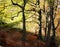 Hilly sloping beech woodland in early autumn with leaves on the