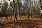 Hilly terrain with deciduous maple trees