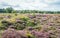 Hilly terrain with purple flowering heath in a Dutch nature reserve