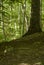 Hilly trail through forest at Connors Farm Conservation Area