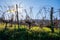 Hilly txakoli grape vineyards, making of Txakoli or chacolà­ slightly sparkling, very dry white wine with high acidity and low