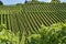 Hilly vineyard #15, Stuttgart