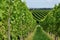 Hilly vineyard #8, baden