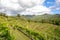 Hilly vineyards in early summer in Italy