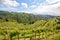 Hilly vineyards in early summer in Italy