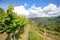 Hilly vineyards in early summer in Italy