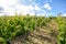 Hilly vineyards in early summer in Italy