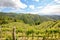 Hilly vineyards with red wine grapes in early summer in Italy