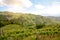 Hilly vineyards with red wine grapes in early summer in Italy