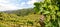 Hilly vineyards with red wine grapes near a winery in early summer in Italy, Tuscany Europe