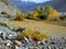 Himalaya. Tibet. Oasis on the mountain plane greenery in Spiti