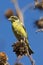 Himalayagroenling, Yellow-breasted Greenfinch, Chloris spinoides