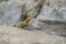 Himalayan Agama Paralaudakia Himalayana basking near the rock wall around Leh city, Ladakh,India