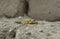 Himalayan Agama Paralaudakia Himalayana basking near the rock wall around Leh city, Ladakh,India