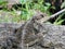 Himalayan Agama Sunbathing in Nepal