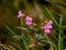 Himalayan Balsam