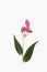 Himalayan Balsam flower (Impatiens glandulifera)