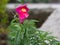 Himalayan Balsam Flower or Impatiens glandulifera from Himalaya