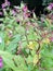 Himalayan balsam flowers and seedpods growing in wetland near a river with raindrops