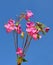 Himalayan balsam (Impatiens glandulifera)