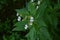 Himalayan Balsam - Impatiens glandulifera Invasive riverside plant