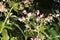 Himalayan Balsam - Impatiens glandulifera Invasive riverside plant