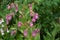 Himalayan Balsam - Impatiens glandulifera Invasive riverside plant