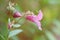 Himalayan balsam Impatiens glandulifera, pink flower