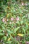 Himalayan balsam Impatiens glandulifera, pink flowering plants