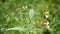 Himalayan balsam invasive Impatiens glandulifera bloom flower blossom detail, expansive species dangerous plant Asia