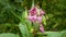 Himalayan balsam invasive Impatiens glandulifera bloom flower blossom detail, expansive species dangerous plants Asia