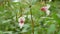 Himalayan balsam invasive Impatiens glandulifera bloom flower blossom detail, expansive species dangerous plants Asia