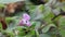 Himalayan balsam is now a naturalised plant, found especially on riverbanks and in waste places wher