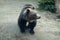 Himalayan bear, long claws, almost black fur black bear