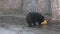 Himalayan bear or Ussuri black bear Ursus thibetanus