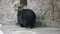 Himalayan bear or Ussuri black bear Ursus thibetanus
