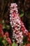 `Himalayan Bistort` flower - Polygonum Affine