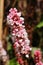 `Himalayan Bistort` flower - Polygonum Affine