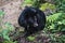 A Himalayan black bear standing