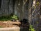 Himalayan black bear (Ursus thibetanus) lying in his lair.