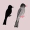 Himalayan black bulbul bird vector illustration flat style black silhouette